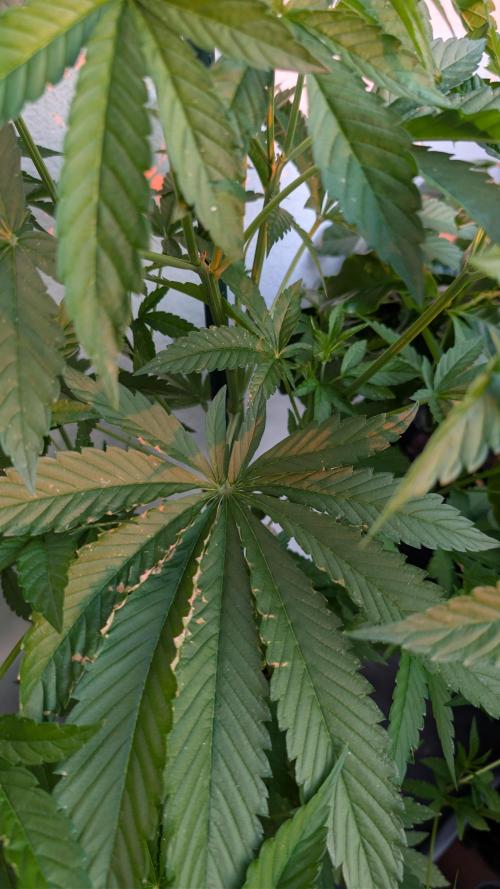 Coco Spritz. Week 6