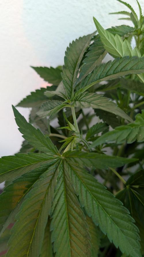 Coco Spritz. Week 6