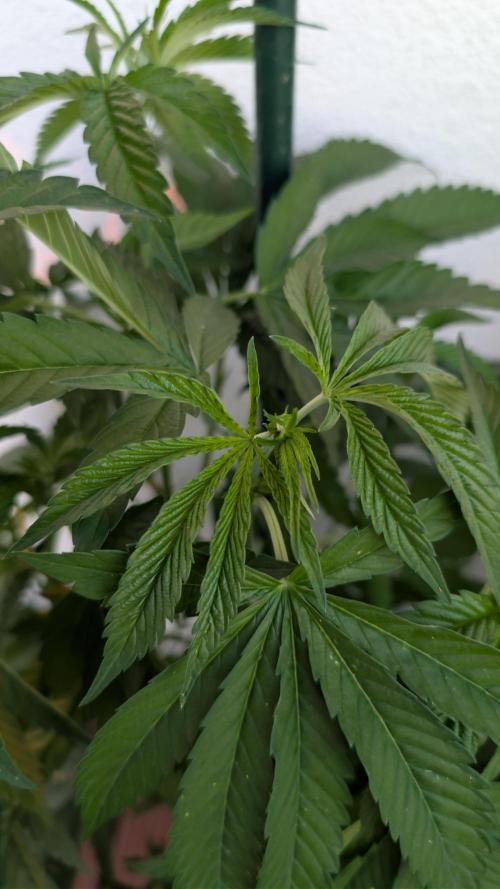 Coco Spritz. Week 6