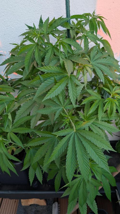 Coco Spritz. Week 6