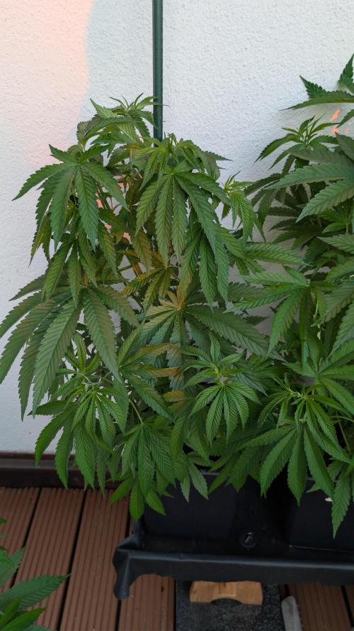 Coco Spritz. Week 6