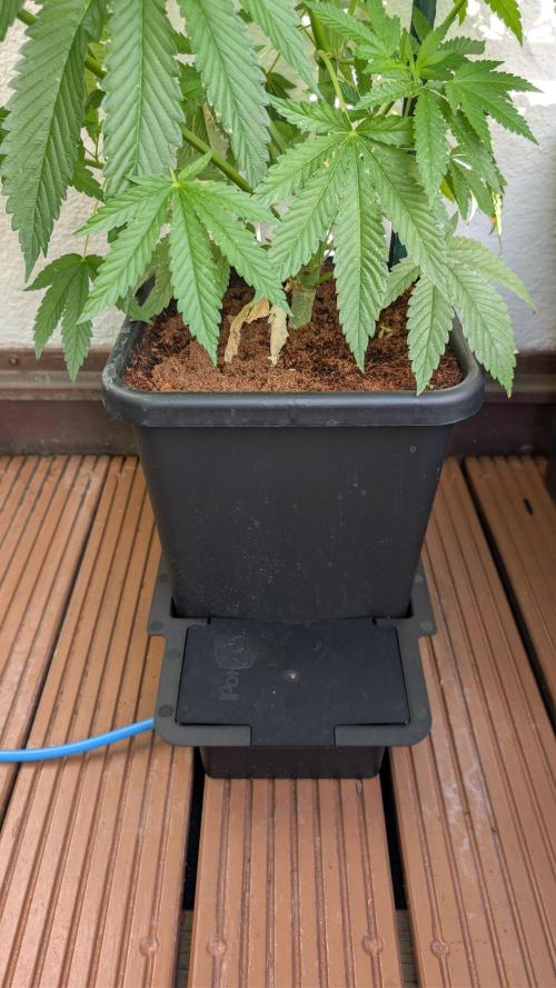 Coco Spritz. Week 7