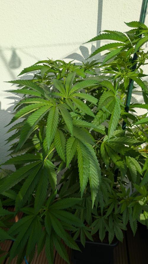 Coco Spritz. Week 7