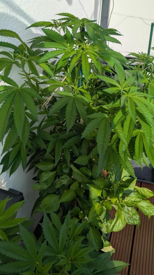 Coco Spritz. Week 7