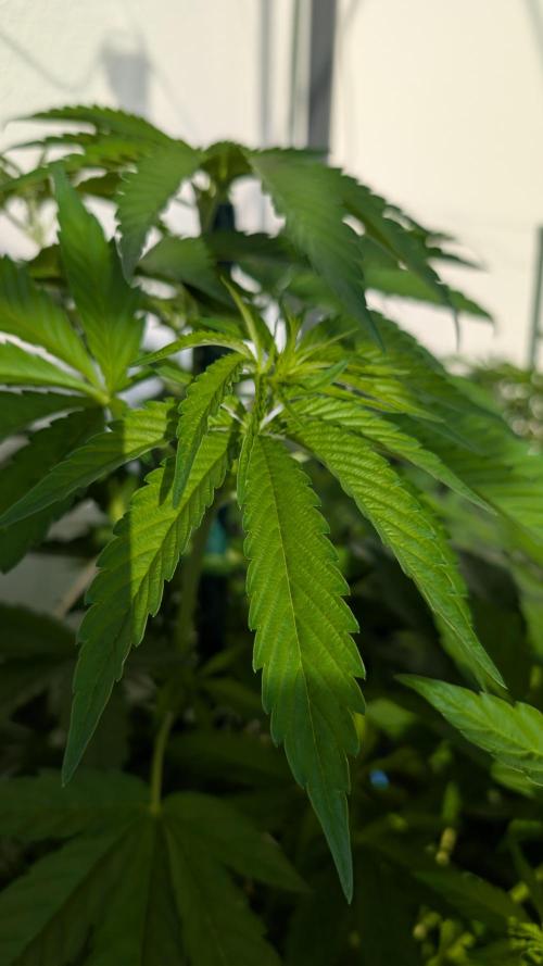 Coco Spritz. Week 7