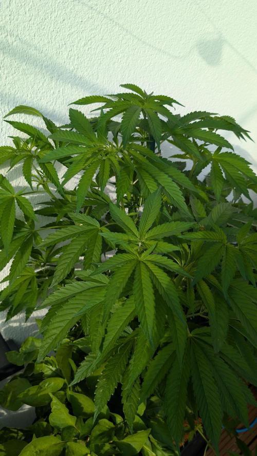 Coco Spritz. Week 7