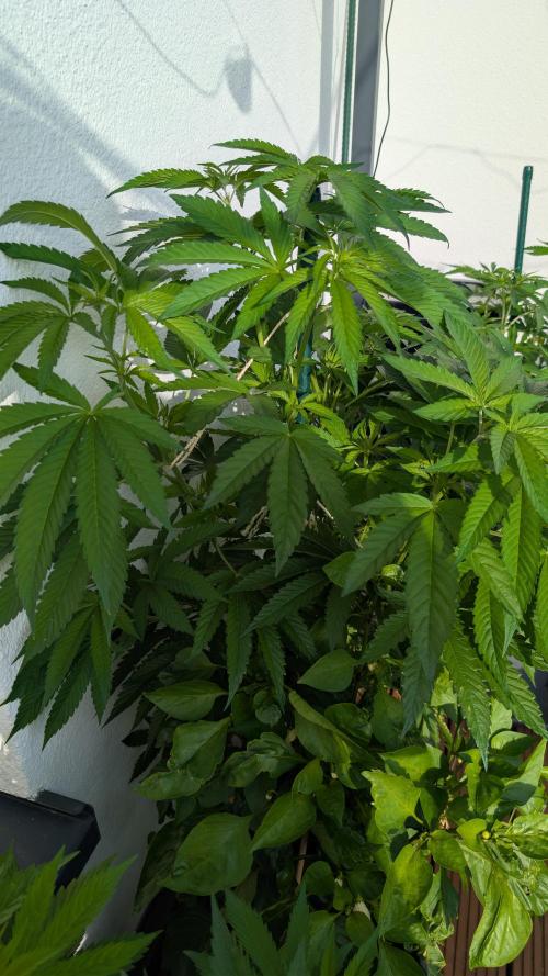 Coco Spritz. Week 7