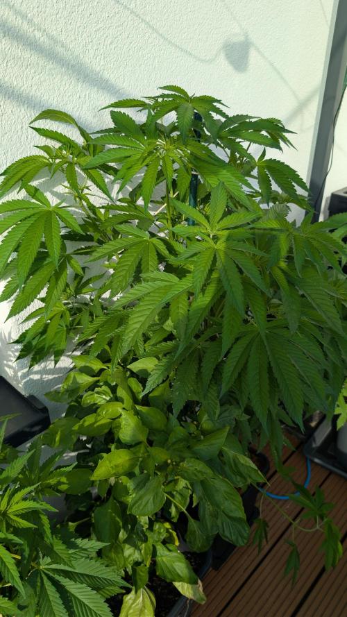 Coco Spritz. Week 7