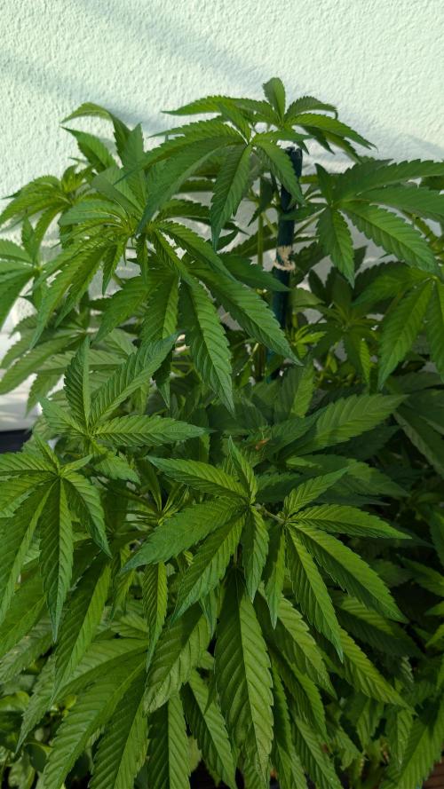 Coco Spritz. Week 7