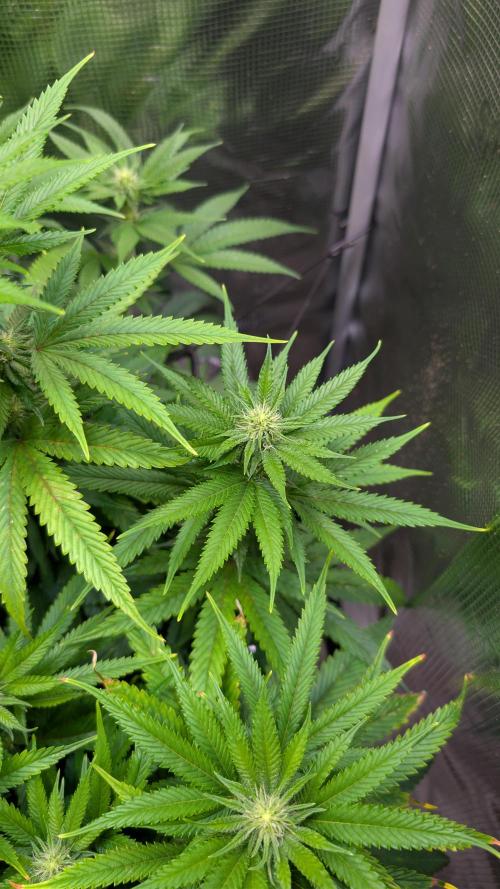 DWC Colorado. Week 10