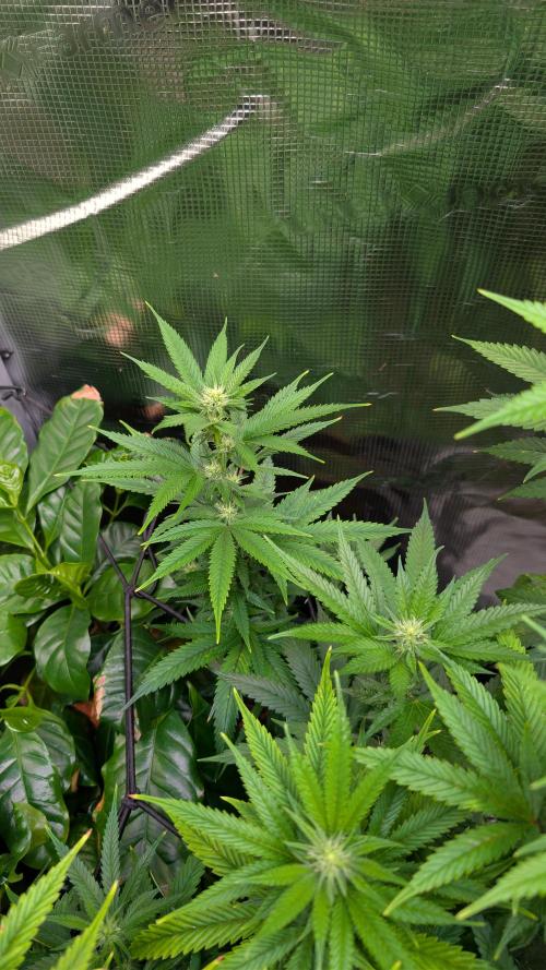 DWC Colorado. Week 10