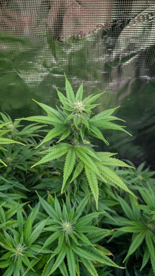 DWC Colorado. Week 10