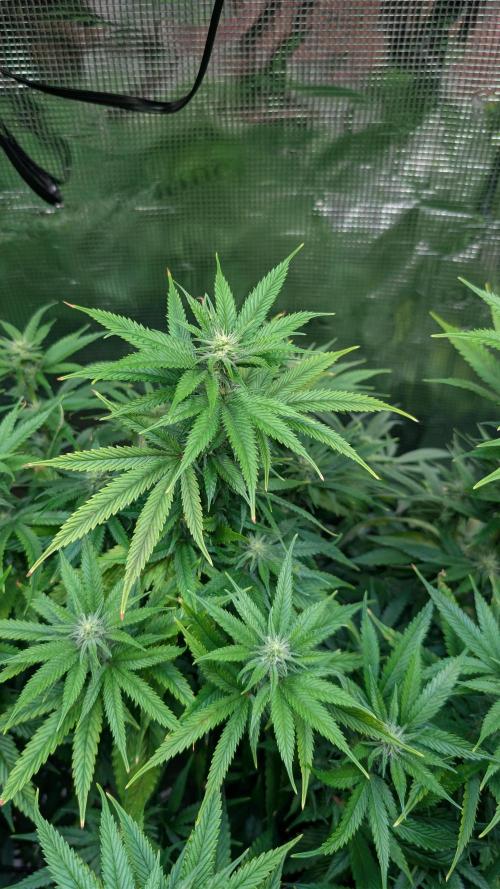 DWC Colorado. Week 10