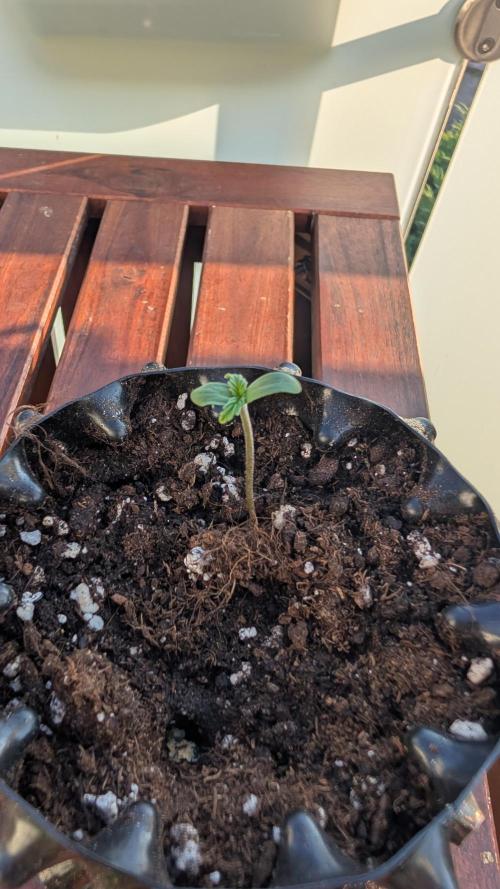 Progeny Testing the Berrys. Week 0