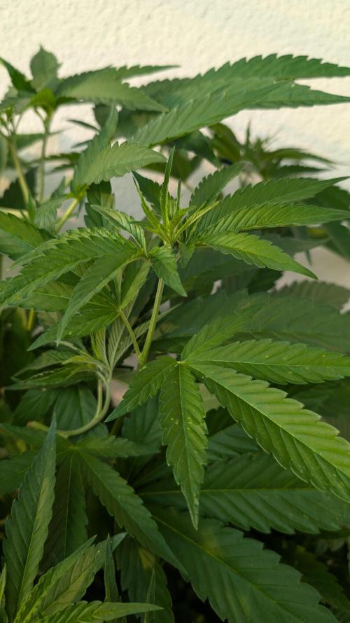 Coco Spritz. Week 8