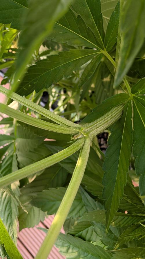 Coco Spritz. Week 8
