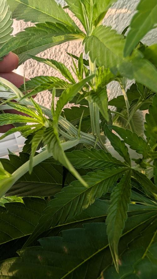 Coco Spritz. Week 8