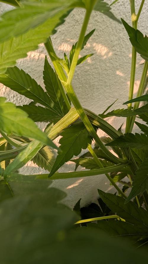 Coco Spritz. Week 8