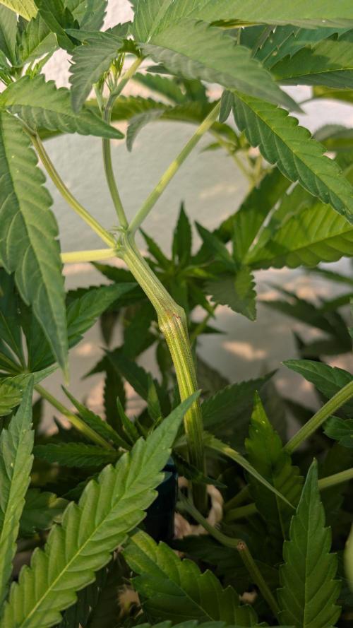 Coco Spritz. Week 8
