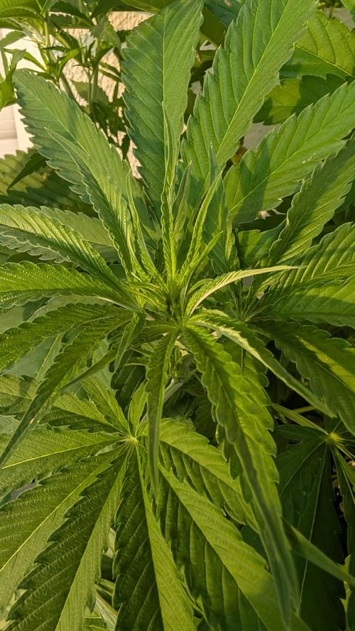 Coco Spritz. Week 8