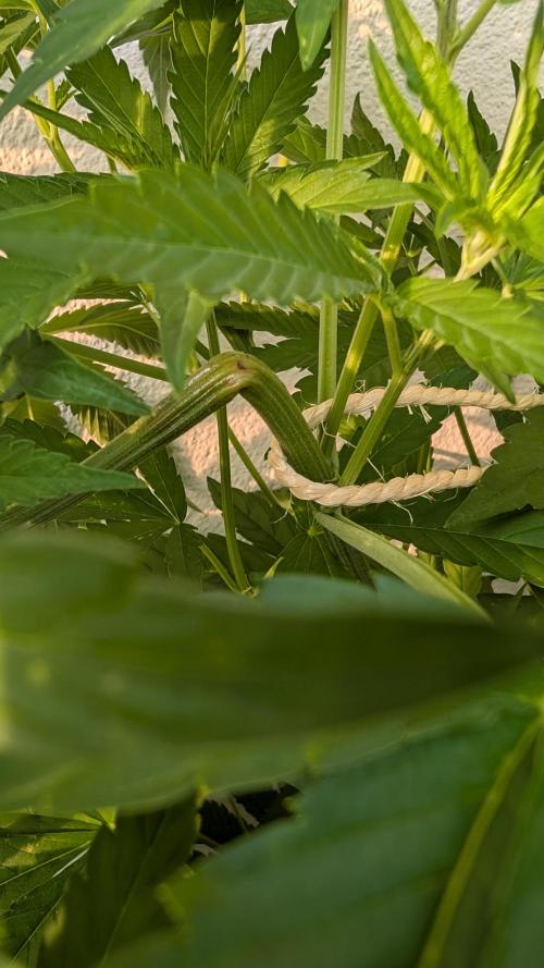 Coco Spritz. Week 8