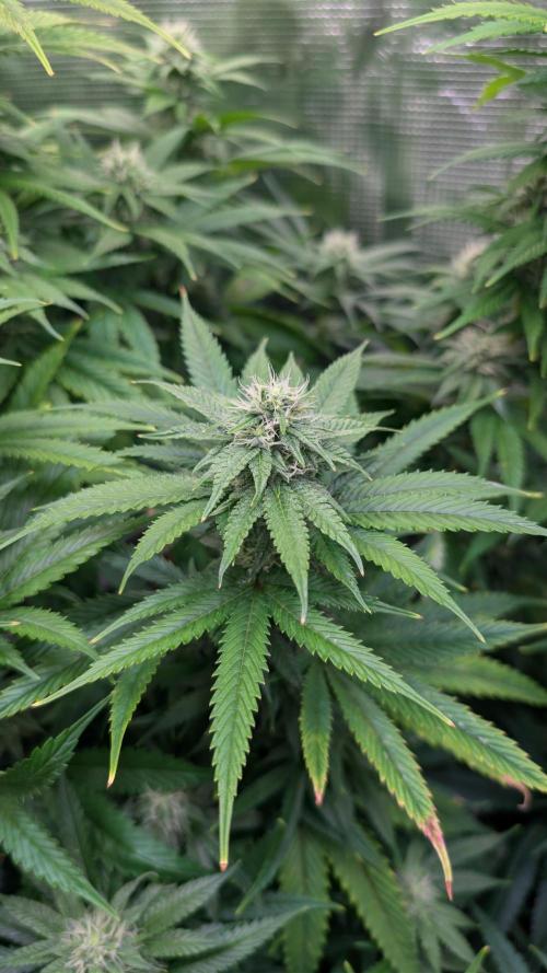 DWC Colorado. Week 11