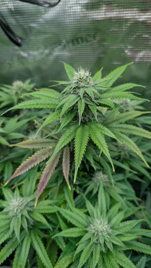 DWC Colorado. Week 11
