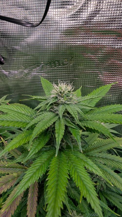 DWC Colorado. Week 11