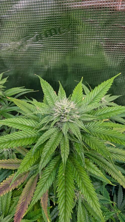 DWC Colorado. Week 11