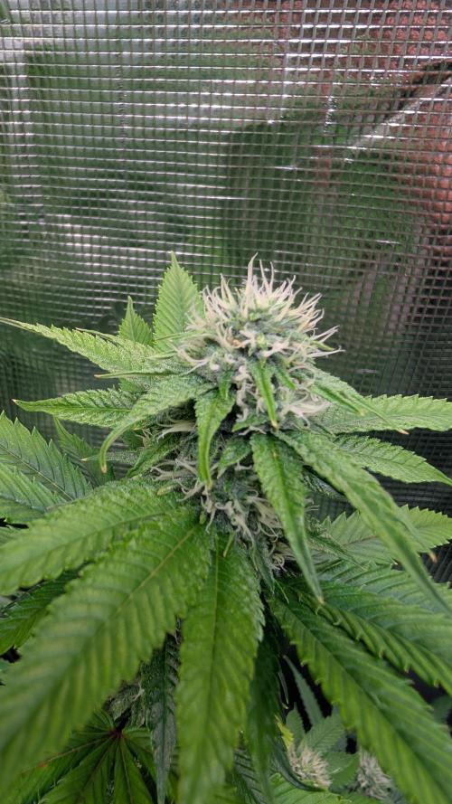 DWC Colorado. Week 11