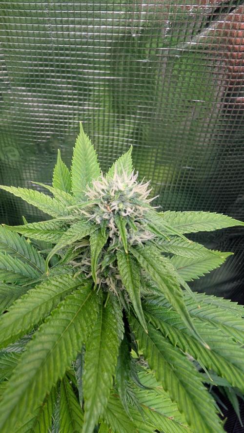 Colorado Nightshifter. Week 11