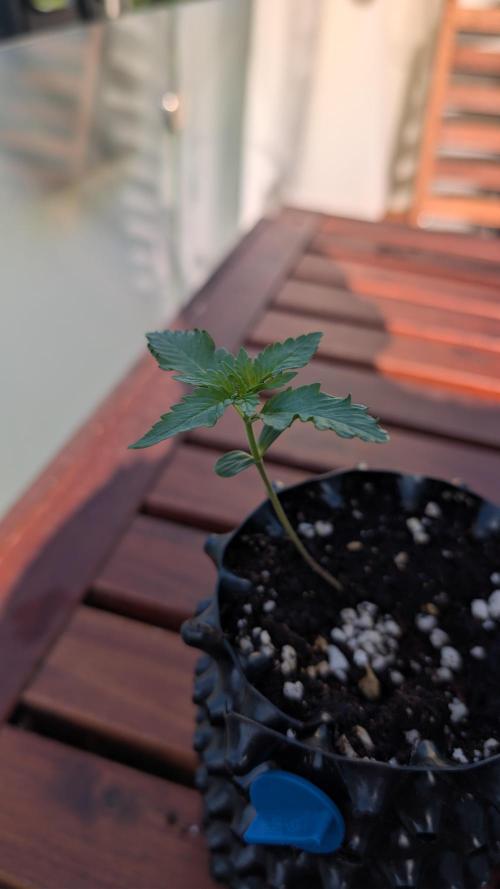 Progeny Testing the Berrys. Week 1