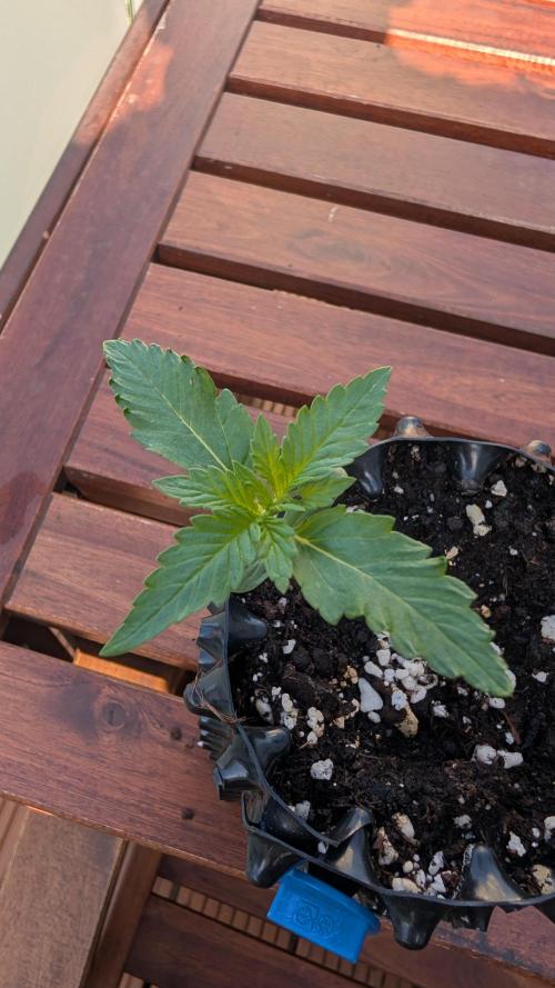 CBD Auto Blackberry Kush. Week 1