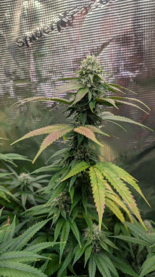 DWC Colorado. Week 12