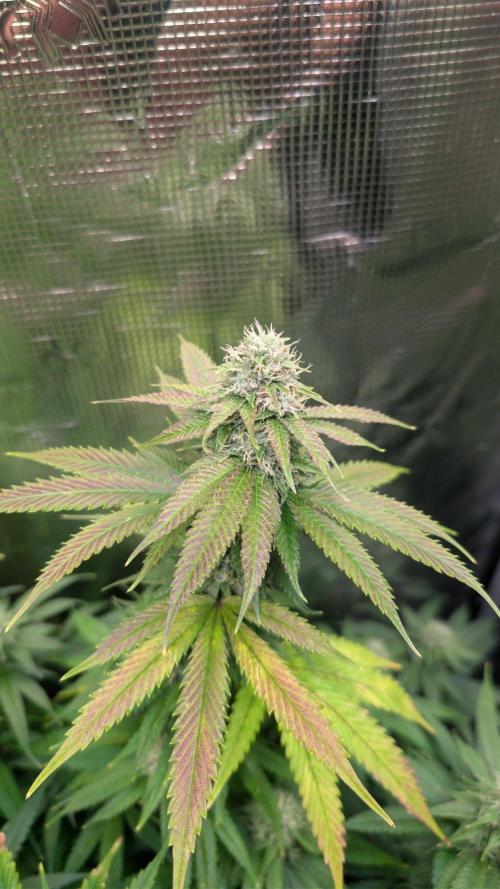 DWC Colorado. Week 12