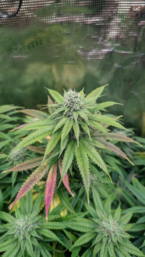 DWC Colorado. Week 12