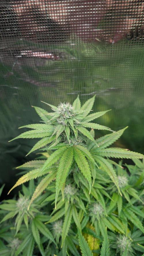 DWC Colorado. Week 12