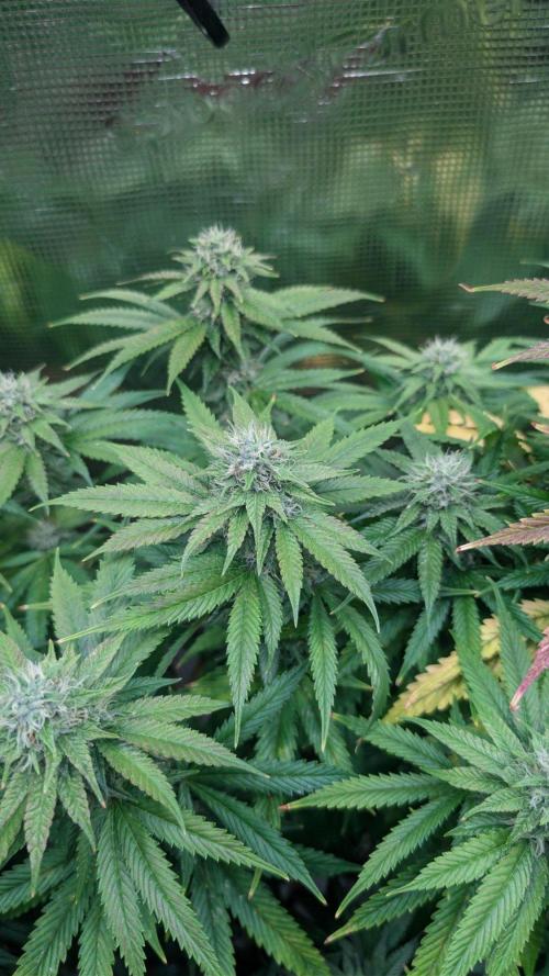 DWC Colorado. Week 12
