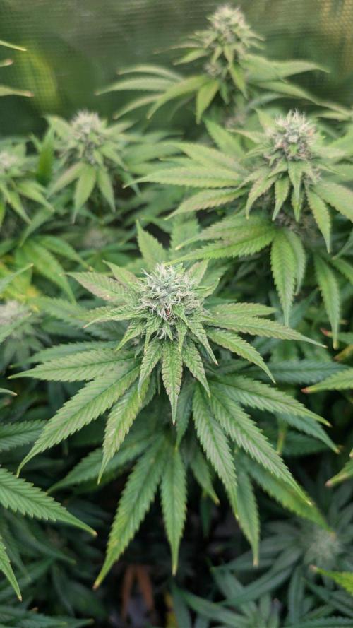 DWC Colorado. Week 12