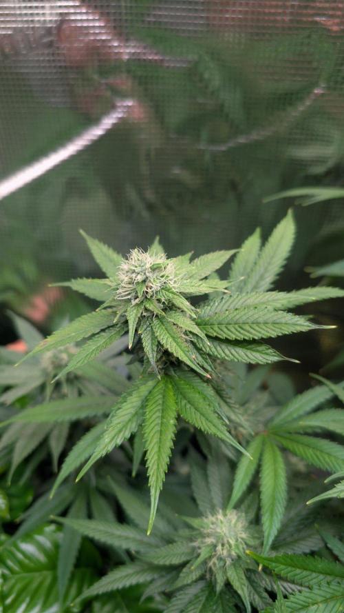 DWC Colorado. Week 12