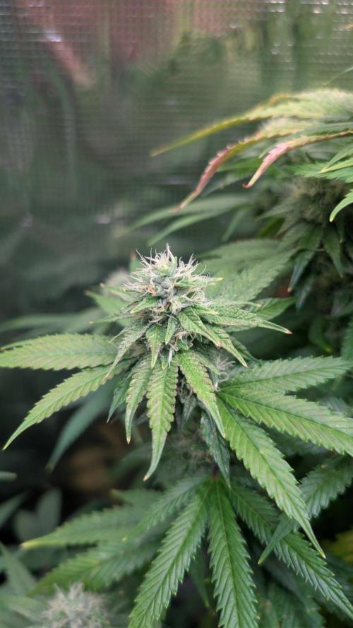 DWC Colorado. Week 12