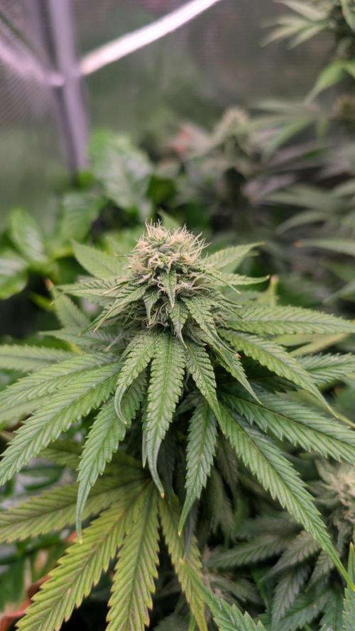 DWC Colorado. Week 12