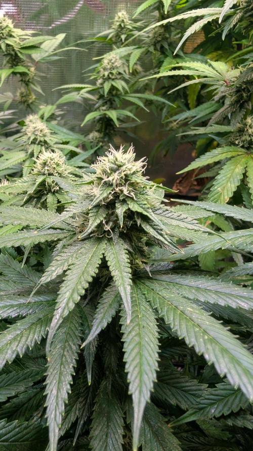 DWC Colorado. Week 12