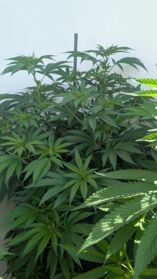 Coco Spritz. Week 9