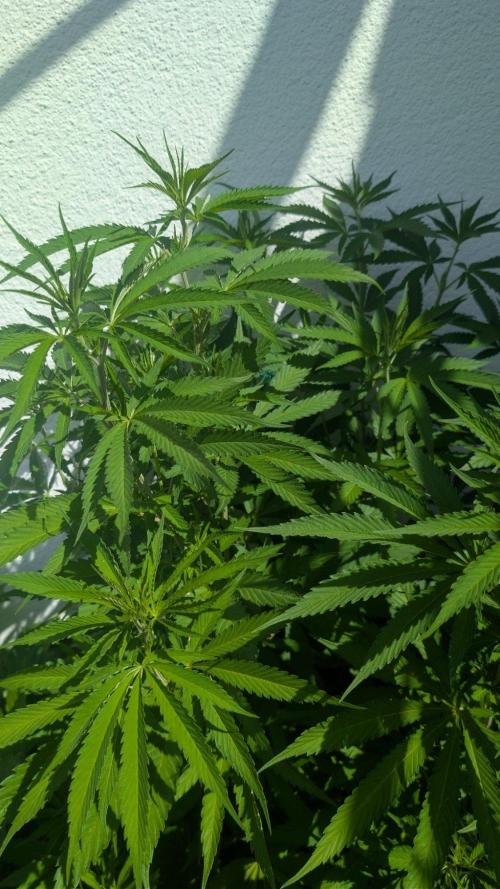 Coco Spritz. Week 9