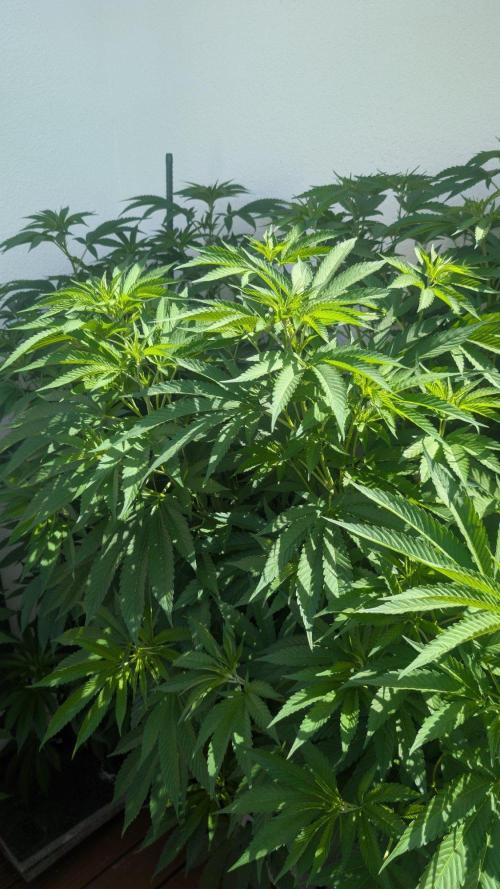 Coco Spritz. Week 9