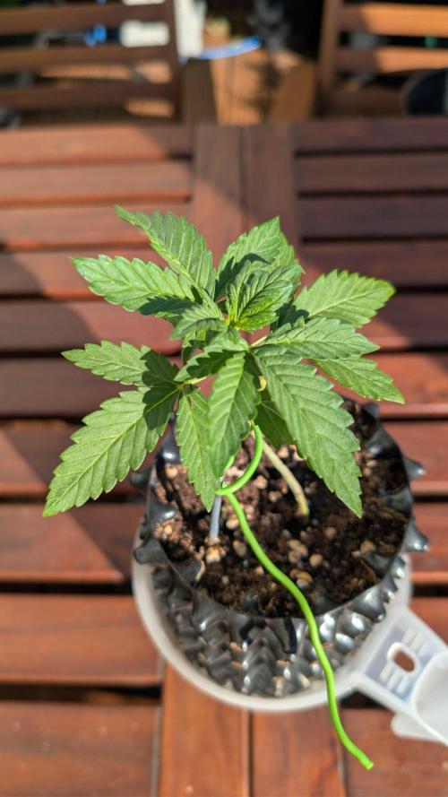 Progeny Testing the Berrys. Week 2