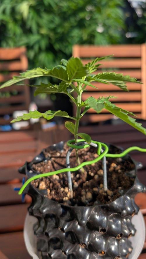 Progeny Testing the Berrys. Week 2