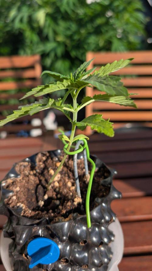 Progeny Testing the Berrys. Week 2