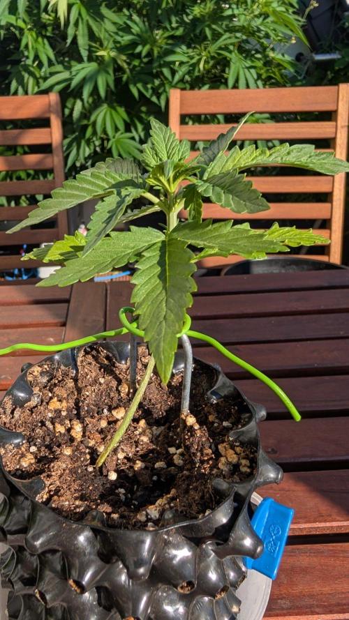 Progeny Testing the Berrys. Week 2